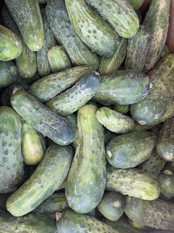 Pickling Cucumbers