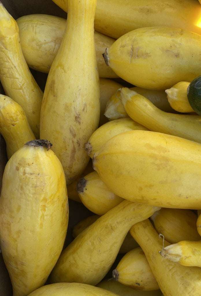 Yellow Squash