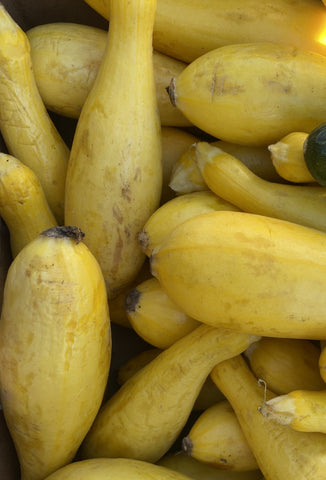 Yellow Squash